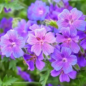 Meet your Posher, Sienna